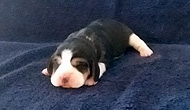 Starz Girl 1 Week 1